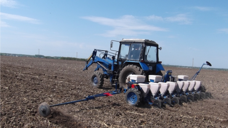 Сельскохозяйственные предприятия Чебоксарского района увеличивают посевные площади под кукурузой