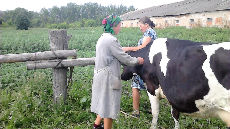 Вакцинация КРС в Ойкас-Кибекском сельском поселении против бешенства.