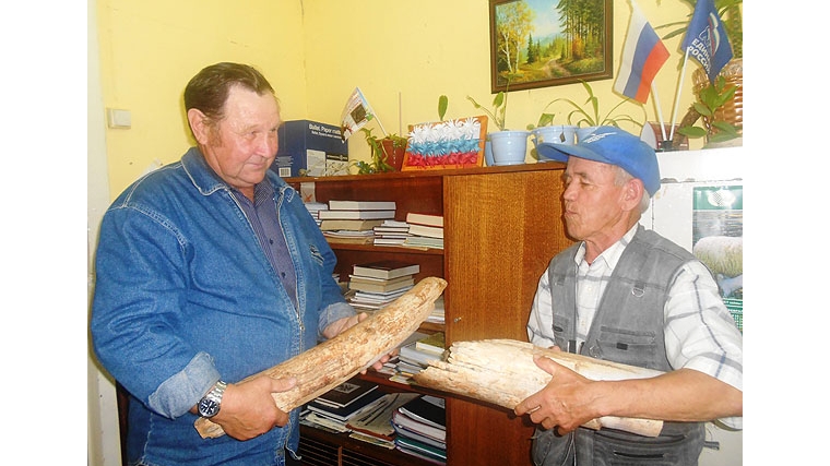 Уроженец с. Шумшеваши передал в фонд аликовского музея бивень мамонта