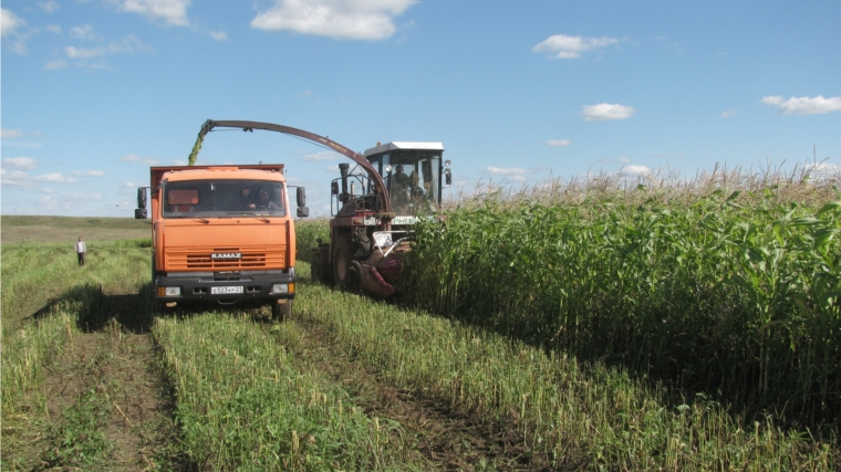 Хозяйства Красноармейского района приступили к заготовке силоса из кукурузы