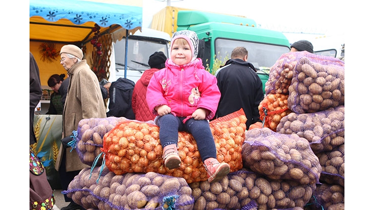 «Дары осени-2015»: в Ленинском районе реализовано 81900 кг картофеля