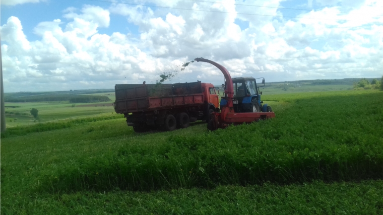 В ФГУП «Колос» Цивильского района первыми в республике приступили к скашиванию многолетних трав