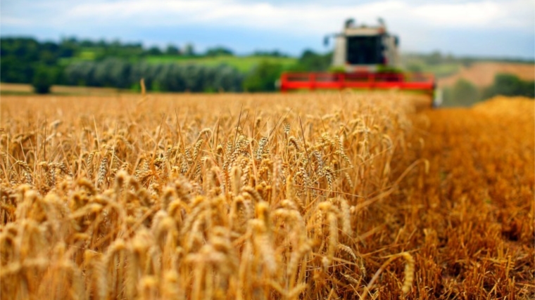 На 26 июля аграриями республики собрано 57,6 тыс. тонн зерна
