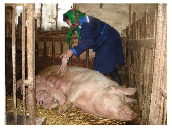 В режим закрытого типа в Чебоксарском районе должны быть переведены две свинофермы