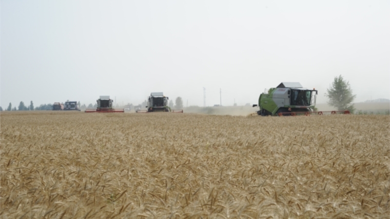 На 1 августа валовой сбор зерна в республике составил 176,5 тыс. тонн