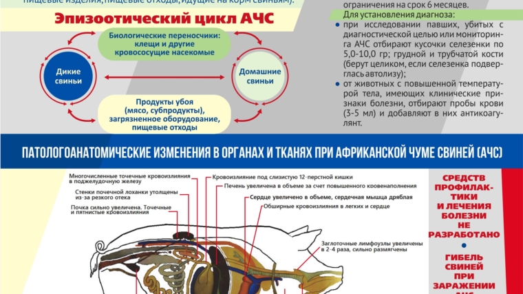 Издан буклет об африканской чуме свиней