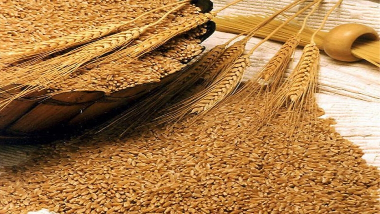 В республике собрано 601,3 тысячи тонны зерна