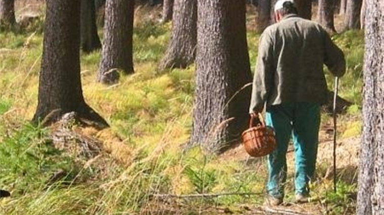 В лесу не теряйте бдительность