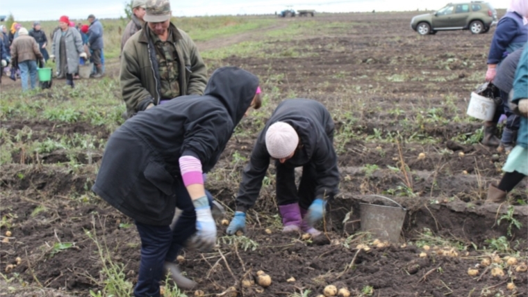 В Ядринском районе продолжается уборка картофеля