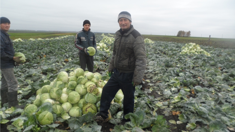 В КФХ Александра Аврамова начали уборку капусты