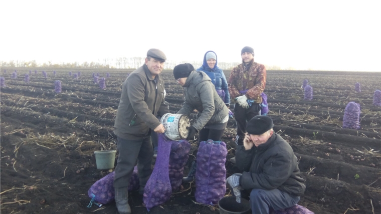 Ветеринарная служба Батыревского района помогает в уборке картофеля