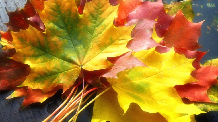 «Золотая волшебница Осень»: учреждения культуры Шумерлинского района приглашают на Осенние балы