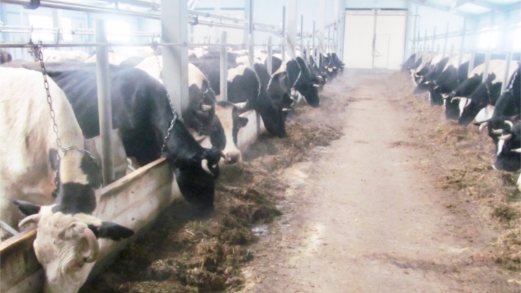 Осенняя диспансеризация крупного рогатого скота в Канашском районе