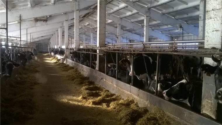 Зимнее стойловое содержание скота под контролем ветеринарной службы Моргаушского района