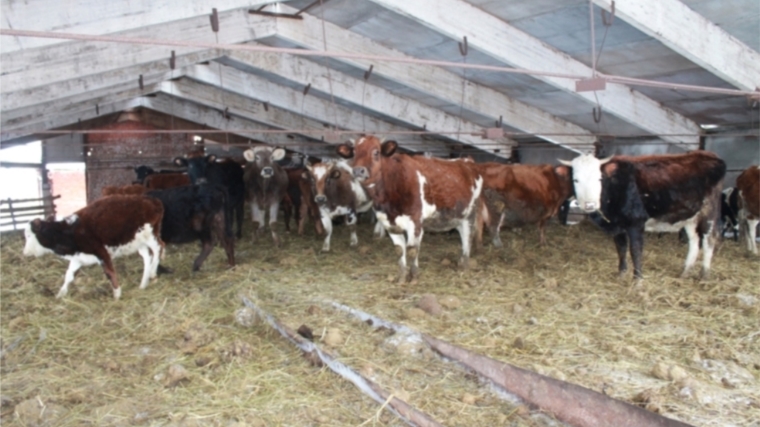 Глава администрации Урмарского района ознакомился с ходом зимовки скота в КФХ &quot;Тимофеев Н.В.&quot;