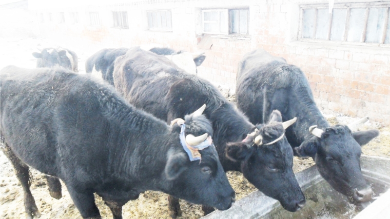 Как идет зимовка скота в Канашском районе? Специалисты отдела АПК администрации и ветеринары снова на фермах