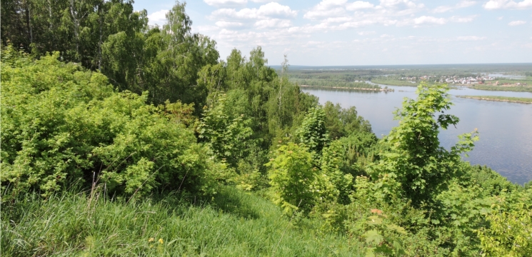 Год ООПТ: заказник «Водолеевский» в Марпосадском районе является единственным в республике местом произрастания можжевелового леса