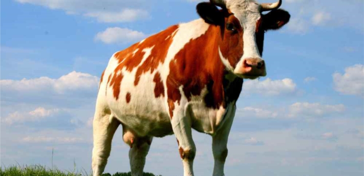 Закупочные цены на коровье молоко в Тегешевском сельском поселении