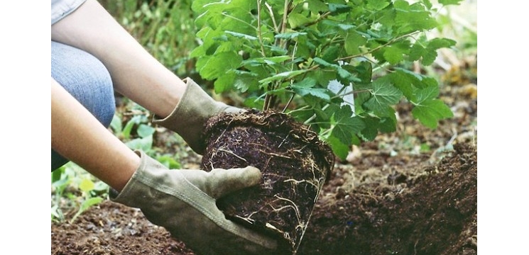 Весной в рамках акции «Всероссийский день посадки леса на территории парка им. 500-летия г. Чебоксары запланировано высадить 600 зеленых насаждений