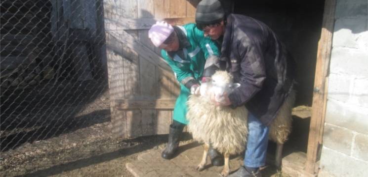 Ежегодная массовая профилактическая вакцинация против сибирской язвы сельскохозяйственных животных в Кошноруйском сельском поселении Канашского района