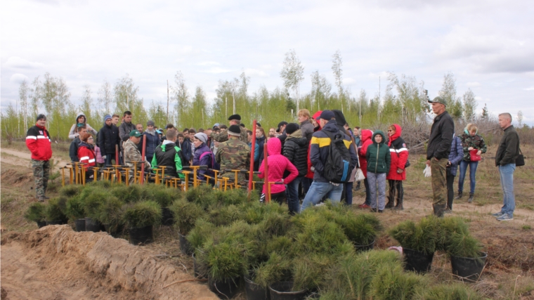 Второй этап весенней акции &quot;Всероссийский день посадки леса&quot; в Заволжье