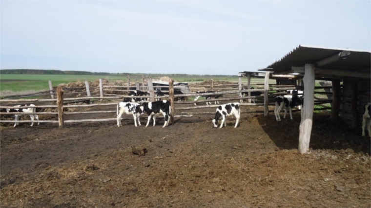 В СХПК «Знамя» Вурнарского района крупный рогатый скот перевели в летний лагерь
