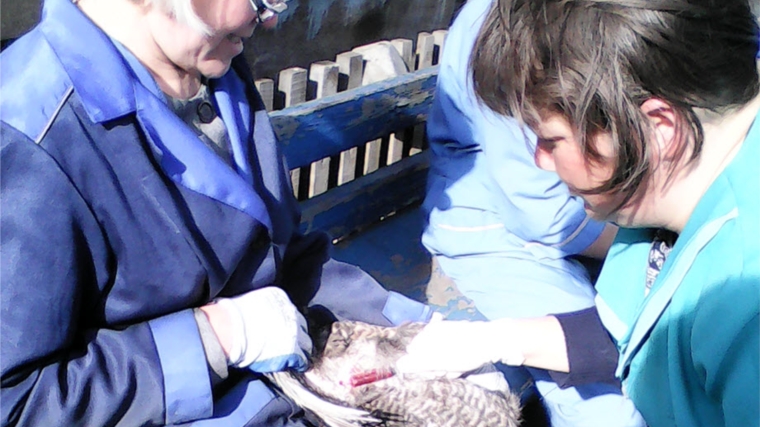 В Батыревском районе проходят профилактические мероприятия по гриппу птиц