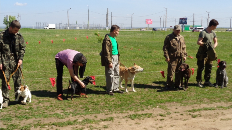 В Новочебоксарске состоялась выставка собак