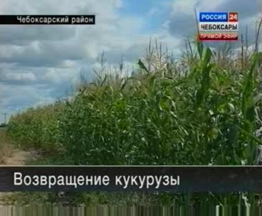 На полях республики появилась давно забытая гостья - кукуруза