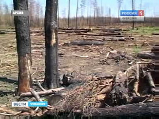 В Чувашию поступили дополнительные средства на восстановление лесов