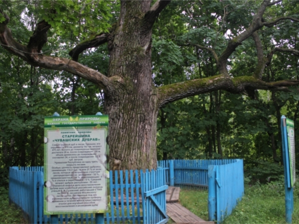 Фильм о торжественном открытии дерева-памятника живой природы в Чувашии