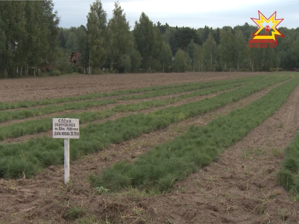 В Заволжье продолжают восстанавливать леса