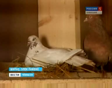 Элěк районěнчи Шураç ялěнче ăратлă кăвакарчăнсем усраççě