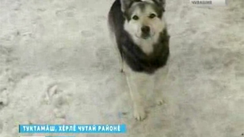 Хĕрлĕ Чутай ял тăрăхĕнче йытăсем çынсене тапăннă тĕслĕхсем пулкаланă