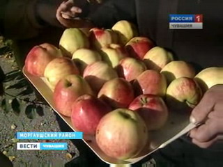 Чувашские селекционеры вывели новые сорта яблок (Из видеоархива ГТРК "Чувашия" от 10.10.2011г.)