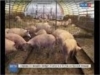 В Порецком районе обнаружили очаг африканской чумы свиней