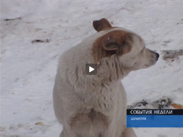 В Шумерле займутся отловом бродячих собак