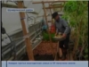 Огород - семье доход: шумерлинец сделал бизнес на выращивании зелени
