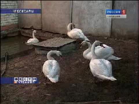 В Чувашии спасли дикого лебедя.