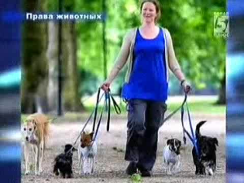 Права четвероногих будут защищены юридически.