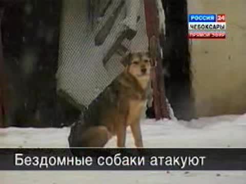 В Чебоксарах активно идет отлов бездомных собак и кошек