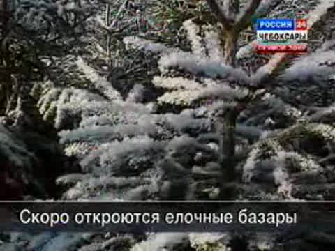 В столице определено 47 точек под елочные базары
