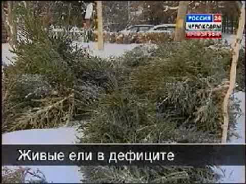 Зеленных красавиц на новогодних ярмарках будет меньше, чем в прошлом году