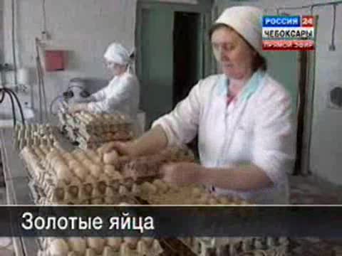 Золотые яйца