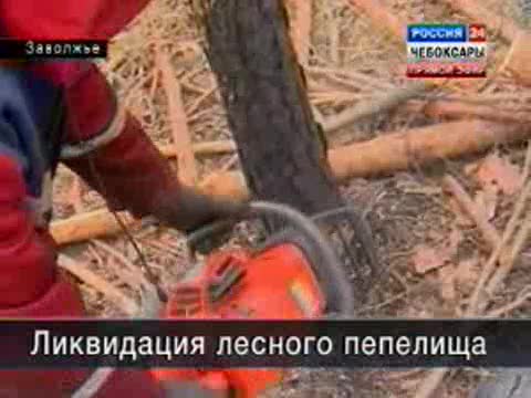 На устранение последствий лесного пожара требуется 3 года