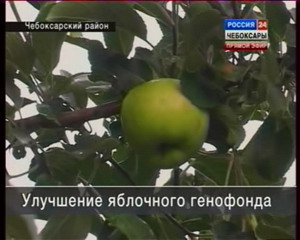 Заморские плоды на чебоксарском огороде по пять сортов на дереве