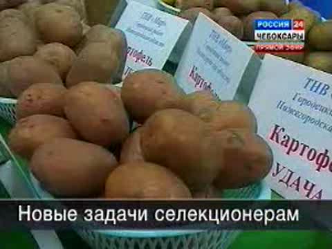 Непростые задачи стоят перед селекционерами картофеля