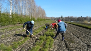 В КУ «Канашское лесничество» Минприроды Чувашии готовы к проведению весенних лесокультурных работ