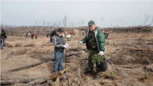 Более 60 человек приняли участие в акции по посадке леса, организованной Минприроды Чувашии