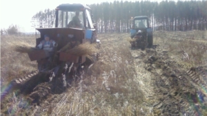 В границах Опытного лесничества завершена посадка леса